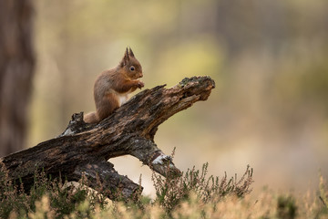 Wall Mural - red squirrel eating a hazelnut perched on a log with a green and brown background and heather in the