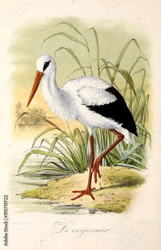 Dekoracja na wymiar  ilustracja-ptaka