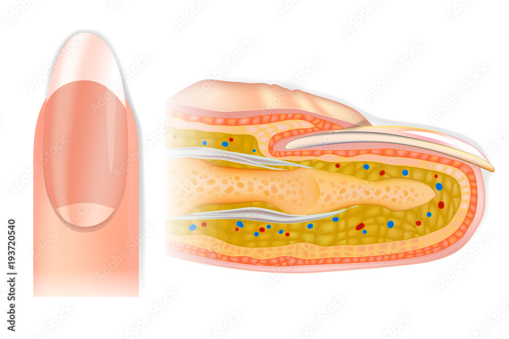 Human cross-section finger structure. The Anatomy of a Finger and Nail ...