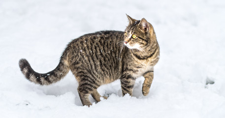 Wall Mural - Tabby cat hunting in snow