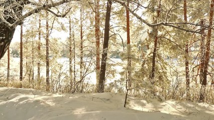 Wall Mural - Trees covered with snow on frosty day. Beautiful winter panorama at snowfall