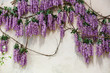 Cascading purple wisteria blossoms