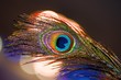 Feather fever - birds, peacock feather