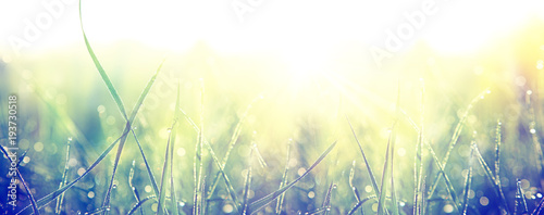 Gras im Frühling