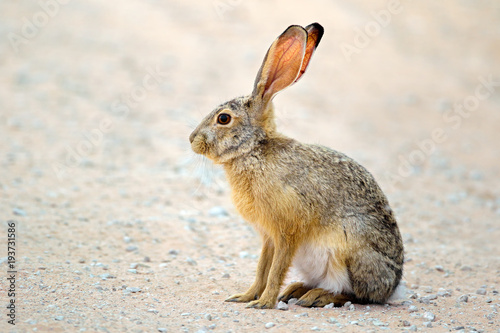 Cuadros en Lienzo An alert scrub hare (Lepus saxatilis) sitting upright, South Africa