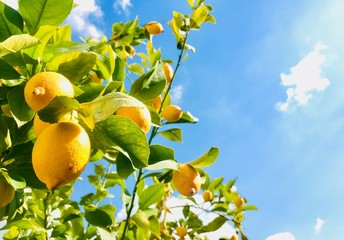 Yellow lemons on blue sky