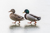 Fototapeta Tęcza - Dwie kaczki spacerują po lodzie, Kaczor i kaczuszka na szarym tle, para kaczek