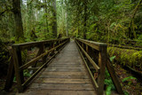 Fototapeta  - Wooden boardwalk in old growth forest