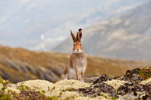 Tundra Hare Also Known As Mountain Hare In Natural Habitat. Lepus Timidus