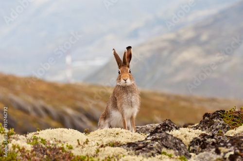 Fotomural Tundra hare also known as mountain hare in natural habitat