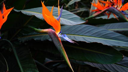 Fototapete -  On long green stalks grow gorgeous orange florets. Exotic bushes have wide leaves, close-up photography. Concept of isolated indoor flowers exotic flowers. 