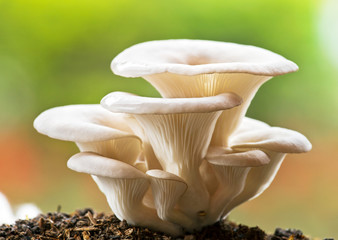 bunch of oyster mushrooms close up (pleurotus ostreatus (lacq.ex fr.)quel)