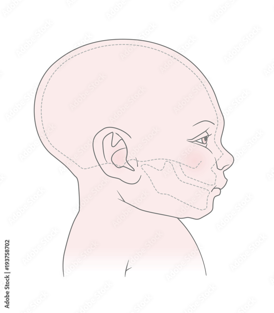 Anatomical image of the head and skull of a newborn child with a normal ...