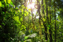 Jungle In Costa Rica