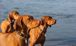 Three Vizsla dogs outdoor portrait standing by water