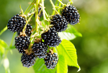ripe blackberry in a garden