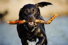 Black Labrador Retriever Dog Running Wet, With Stick In Mouth