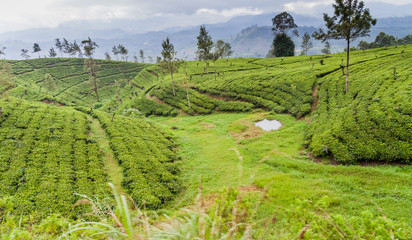 Wall Mural - Tea gardens near Nanu Oya village, Sri Lanka