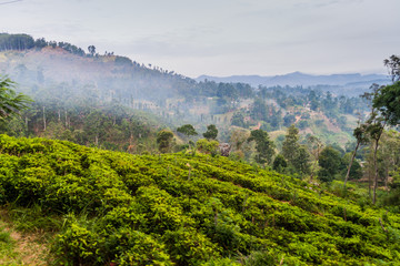 Wall Mural - Tea plantation near Bandarawela, Sri Lanka