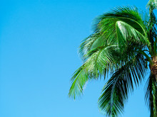 Palm Trees Against Blue Sky Background.  
Beautiful View Up On A Sunny Summer Day In Miami, Florida, USA.