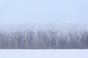 Naklejka na meble Winter landscape. Snow field and birch trees in morning haze and hoarfrost