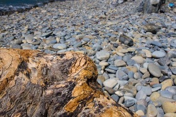 driftwood, washed up by the sea on a pebble beach