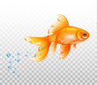 Floating goldfish underwater. Goldfish with air bubble. Realistic illustration on transparent background