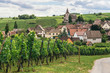 grape fields in Burgundy