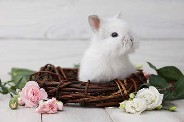 Wall Mural - Cute white bunny rabbit in nest decorated with spring flowers. Easter concept.