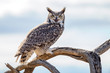 Great Horned Owl on a tree branch
