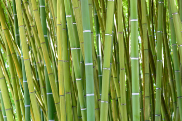  szczegóły bambusowego lasu