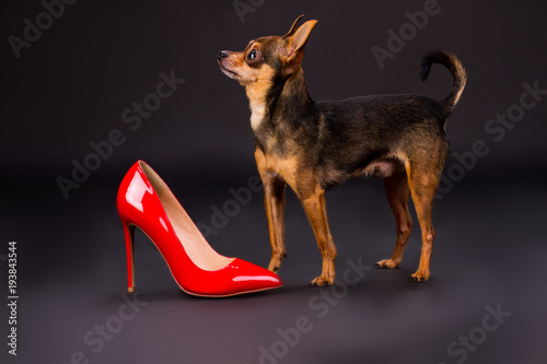 high heels for dogs