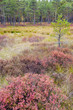 Lahemaa National Park in Estonia