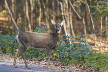 Whitetail Doe In Autumn Forest