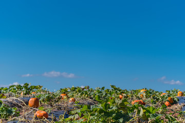 blue sky over sunny pumpkin patch