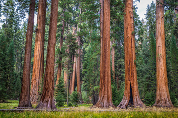 Giant sequoia trees in Sequoia National Park, California, USA