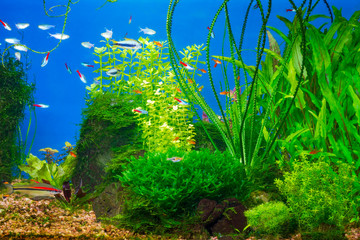 Underwater life in planted tropical fresh water aquarium with small fishes