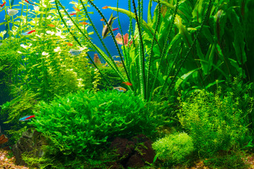 Wall Mural - Underwater life in planted tropical fresh water aquarium with small fishes