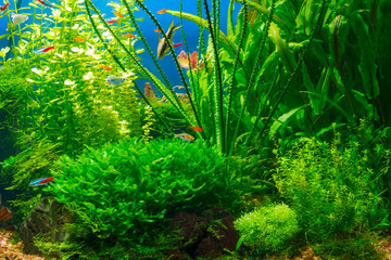 Poster - Underwater life in planted tropical fresh water aquarium with small fishes