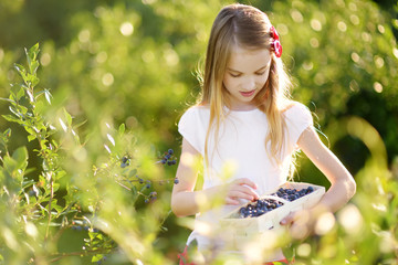 Wall Mural - Cute little girl picking fresh berries on organic blueberry farm on warm and sunny summer day. Fresh healthy organic food for kids.