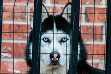 Husky Looking Through Fence With Bars