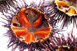 a species of sea urchin, purple sea urchin