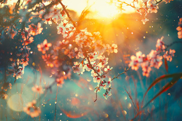 Spring blossom background. Nature scene with blooming tree and sun flare. Spring flowers. Beautiful orchard