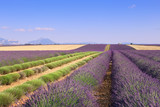 Fototapeta Lawenda - France, landscapes of Provence: Harvest lavender fields
