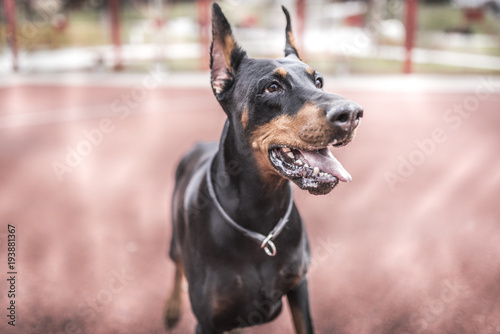 Portrait of doberman pinscher,selective focus Poster Mural XXL