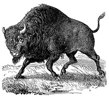 Victorian Engraving Of A Bison