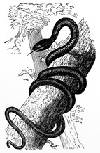 Victorian Engraving Of A Black Rat Snake