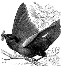Victorian Engraving Of A Bluebird