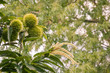 sweet chestnuts and flowers in husks growing on chestnut tree