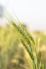 Poster - Barley grain hardy cereal growing in field